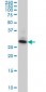 SUMF2 Antibody (monoclonal) (M02)